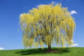 Dreamstime is the world`s largest stock photography community. Interesting Facts About Weeping Willow Trees Lovetoknow