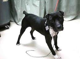 American Pit Bull Terrier Black And White Pin On American Pit Bull Terrier