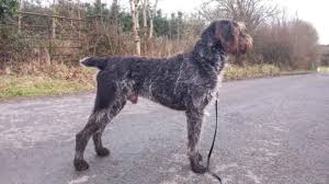 Image result for český fousek stavba těla