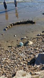 A Strange Creature On Charmouth Beach Charmouth Beach Jurassic Coast Beach