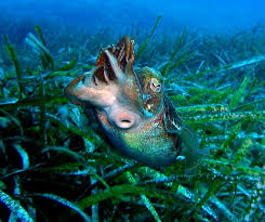 This is the fourth sighting in a week of a large manta in cabrera. Mallorca Allgemein Insel Cabrera Mallorca Gesamt Foto 183061 Auf Taucher Net
