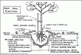 We did not find results for: Fruit Tree Planting Care Part 2 Where How To Plant