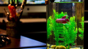 Oct 13, 2011 · r/plantedtank: Betta Fish Tank Freshwater And Saltwater Fish Guide