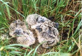 Image result for Sorghastrum fuscescens