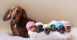 Singular sausage dog plural sausage dogs british informal a dachshund … Proud Sausage Dog Poses With Her 6 Tiny Sausages For Maternity Photoshoot Bored Panda
