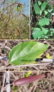 Image result for Marsdenia sylvestris