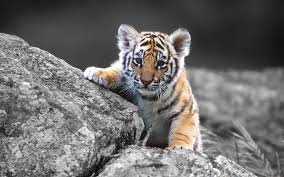 Baby Tiger Wallpapers Wallpaper Cave Just click the green download button above to start. baby tiger wallpapers wallpaper cave