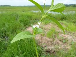 Image result for Justicia anselliana