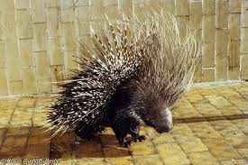 Image result for Pyrostria hystrix