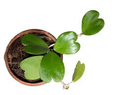 This houseplant needs to be watered sparingly when the soil is dry to the touch. Hoya Kerrii Care Guide Sweetheart Plant Valentine Hoya