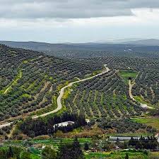 Andalucia Journal Life Among The Groves Andalucia Life Olivos