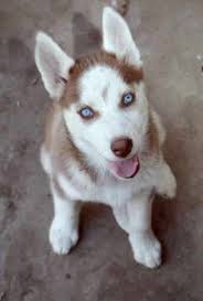 Just a cute husky puppy video from bama huskies kennel. Red Husky Puppy For Sale Off 77 Www Usushimd Com