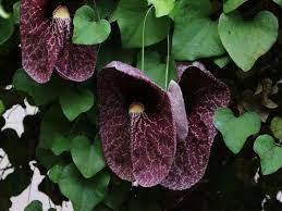 We did not find results for: 9 Best Climbing Plants And Vines With Purple Flowers Florgeous