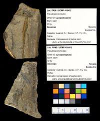 Image result for Rhytachne latifolia