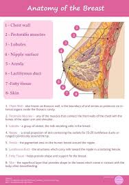 Pin On Human Anatomy