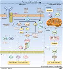 Faktor resiko, kelainan sistem kekebalan, infeksi virus & bakteri, toksin limfoma hodgkin. Molecular Pathways Targeting Malt1 Paracaspase Activity In Lymphoma Clinical Cancer Research