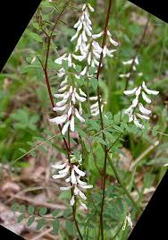 Image result for Vicia paucifolia