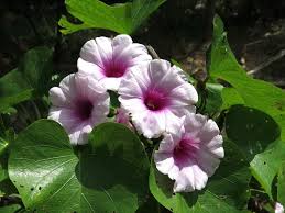 Image result for Ipomoea prismatosyphon