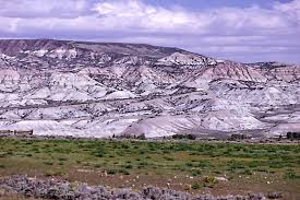 Image result for Xyris asterotricha