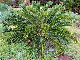 Image result for Encephalartos aplanatus