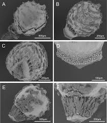 Image result for Scleria melanotricha