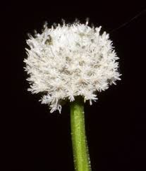 Image result for Eriocaulon buchananii