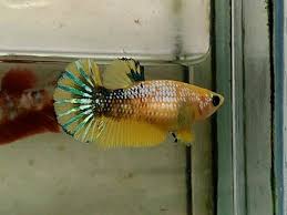 Yellow Fancy Betta Fish Aquarium Fish Fish Pet