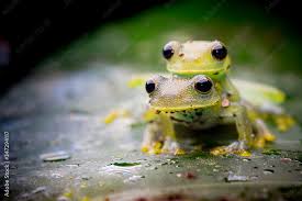 Image result for glass frog