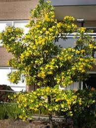 Hymenosporum Flavum Care Transplanters Sunshine Coast Brisbane South East Queensland Qld Australia