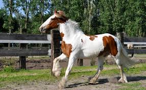 Le Cob Irlandais Irish Cob Tout Savoir Sur Cette Race De Cheval