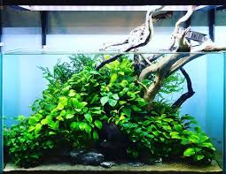Pin By Trent R On Aquariums And Aquascaping Aquascape Aquarium Nature Aquarium Aquascape