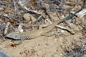 Image result for Lepidagathis andersoniana