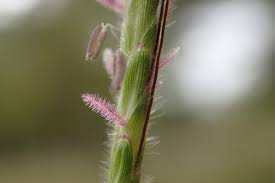 Image result for Dichanthium aristatum