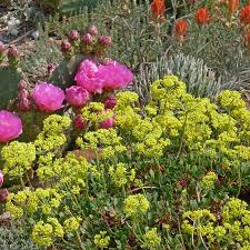 Image result for Eriosema pauciflorum