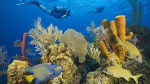 Belize Barrier Reef Belize City Belize Belize Barrier Reef Belize City Belize Travel
