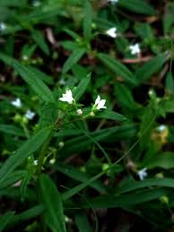 Image result for Oldenlandia herbacea