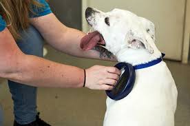 We did not find results for: Dog Microchipping Advice Battersea