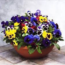 Popular Pansy Plant Buy Cheap Pansy Plant Lots From China Pansy Plant Suppliers On Aliexpress Com Pansies Flowers Flower Seeds Flower Pots