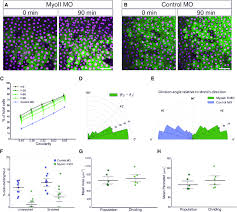 We did not find results for: Myosin Ii Mo Cells Maintain Alignment Of Division To Tcj Shape But Download Scientific Diagram