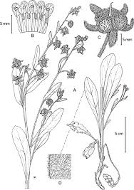 Image result for Cynoglossum coeruleum