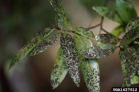 But there are 3 main types of mold that often attack unsuspecting cannabis growers… the point is that mold spores are probably already in your grow room or around your plants in tiny amounts, but luckily they just can't grow. Sooty Mold Fungus Getting Rid Of Black Sooty Mold