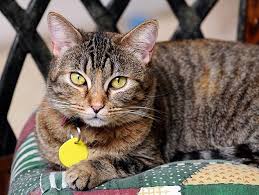 Foster parents help you find the best match for your household and lifestyle. Fostering Cats Petfinder