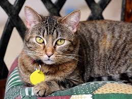 Mayhew are looking for volunteers who are able to provide a temporary home to our rescued animals. Fostering Cats Petfinder
