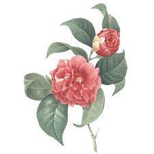 May 25 2019 explore vera louise riddles board vintage floral images followed by 5434 people on pinterest. Free Png Vintage Flower Collection On Behance