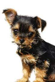 33 Yorchi Ideas Puppies Yorkie Chihuahua