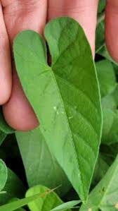 Image result for Ipomoea plebeia