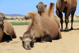 The camel uses it as nourishment when food is scarce. Lisa Parsons Bactrian Camels