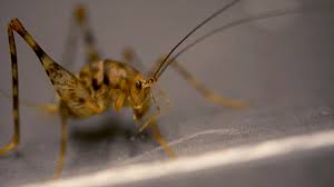 There are several camel cricket traps available and we'll talk about them later. Crickets And Their Spectacular Dancelike Leaps The New York Times