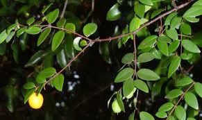 Image result for Synaptolepis alternifolia