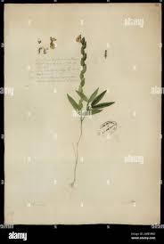 Image result for Zornia pratensis